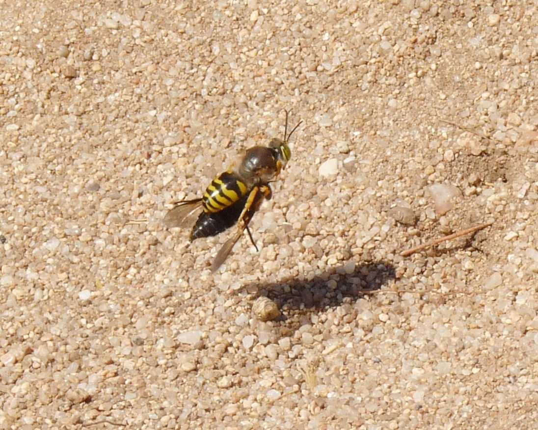 Prede portate nella tana; Bembix rostrata ♀